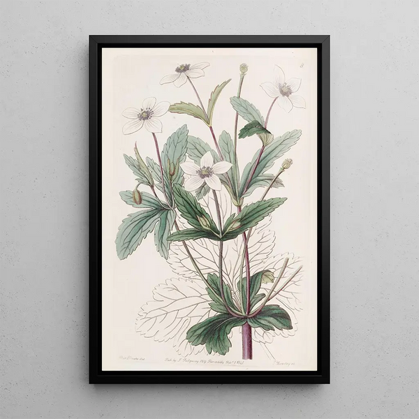 L'Anémone Ruisseau - Sydenham Edwards — framed artwork on a wall