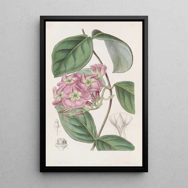 L'Échites Francisco Rivière - Sydenham Edwards — framed artwork on a wall