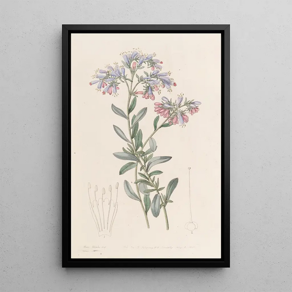 La Buglosse Rocheuse - Sydenham Edwards — framed artwork on a wall