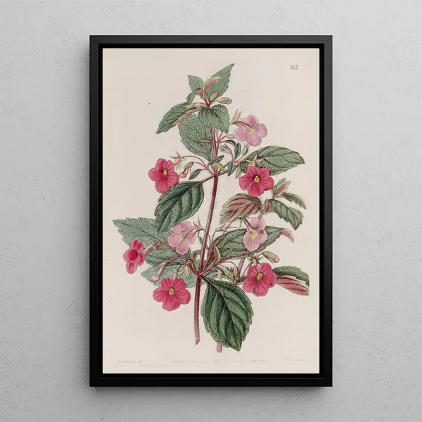 L'Achimenes Rose - Sydenham Edwards — framed artwork on a wall