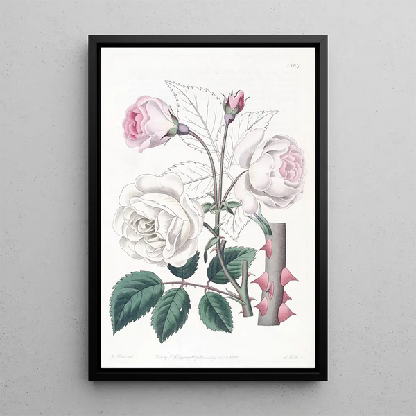 La Rose Ruga - Sydenham Edwards — framed artwork on a wall