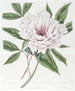 The Shrubby Peony Semi-Double - Sydenham Edwards — artwork view