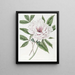 The Shrubby Peony Semi-Double - Sydenham Edwards — framed artwork on a wall