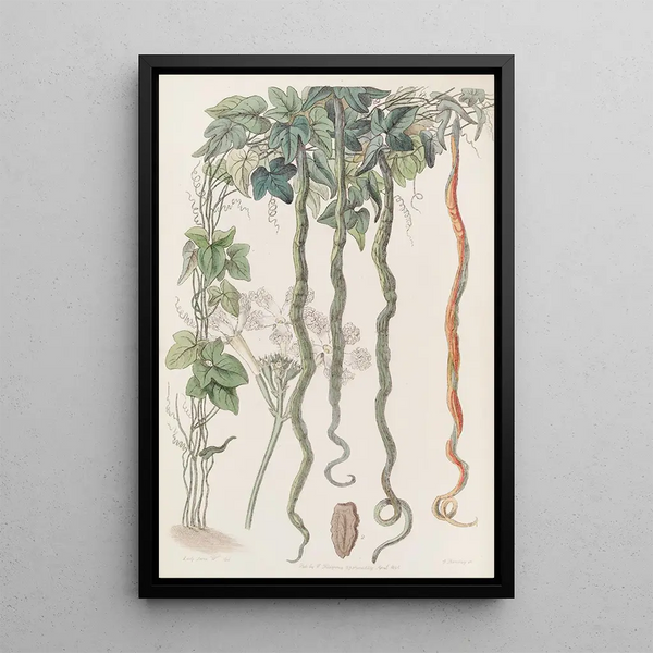 The Cucumber Snake or Flower of Hair - Sydenham Edwards — framed artwork on a wall