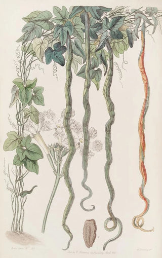 The Cucumber Snake or Flower of Hair - Sydenham Edwards — artwork view