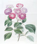 La Rose des Sept Sœurs - Sydenham Edwards — artwork view