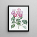 La Rose des Sept Sœurs - Sydenham Edwards — framed artwork on a wall