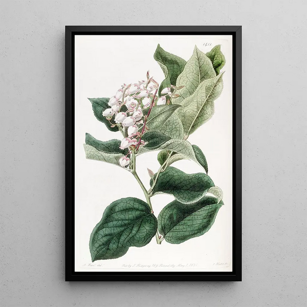 La Gautheria Shallon - Sydenham Edwards — framed artwork on a wall