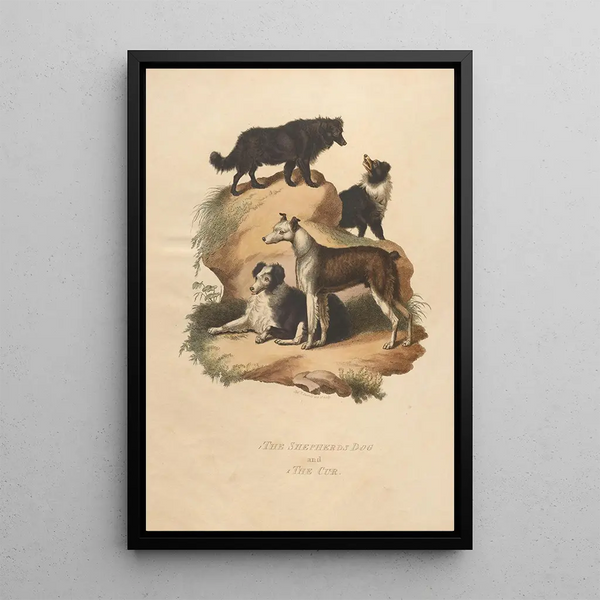 The Shepherd's Dog and The Cur - Sydenham Edwards — framed artwork on a wall