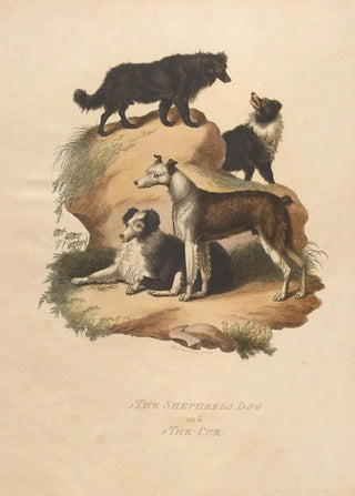 The Shepherd's Dog and The Cur - Sydenham Edwards — artwork view
