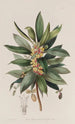 L'Oxalis Arbustif - Sydenham Edwards — artwork view