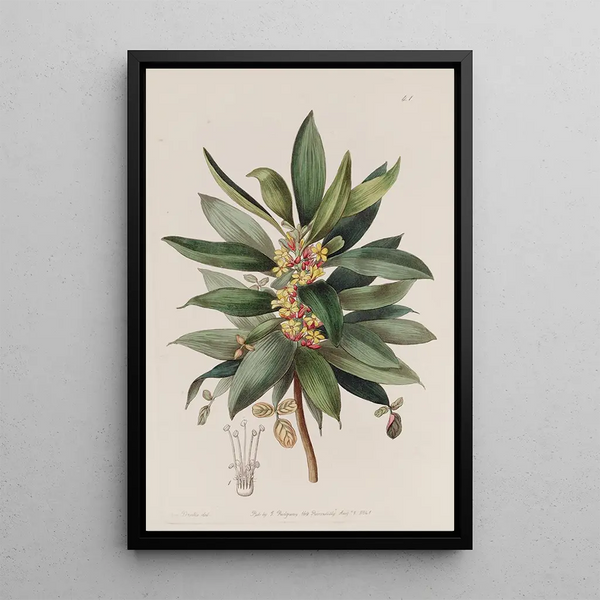 L'Oxalis Arbustif - Sydenham Edwards — framed artwork on a wall