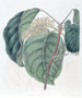L'Arbre Adragante de Sierra Leone - Sydenham Edwards — artwork view