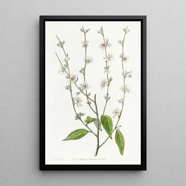 The Chinese Plum Tree Simple - Sydenham Edwards — framed artwork on a wall