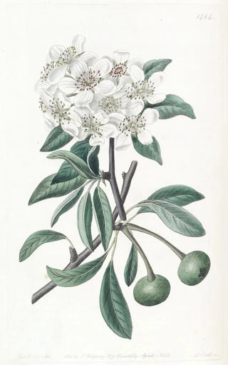 Sydenham Edwards - The Snow Pear.webp