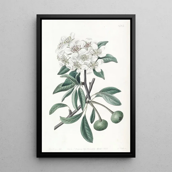 The Snow Pear Tree - Sydenham Edwards — framed artwork on a wall