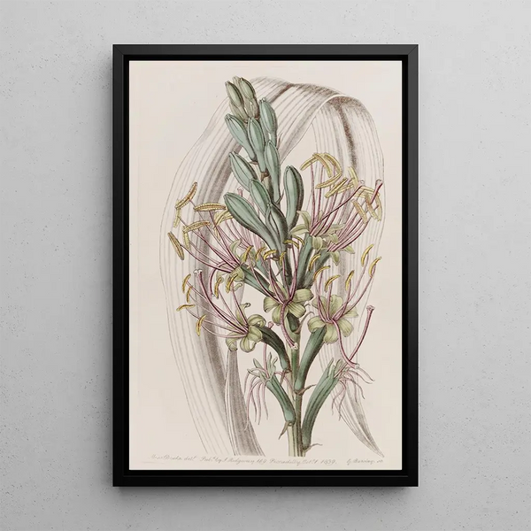 L'Aloès Soap Painting - Sydenham Edwards — framed artwork on a wall