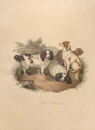 L'Épagneul - Sydenham Edwards — artwork view