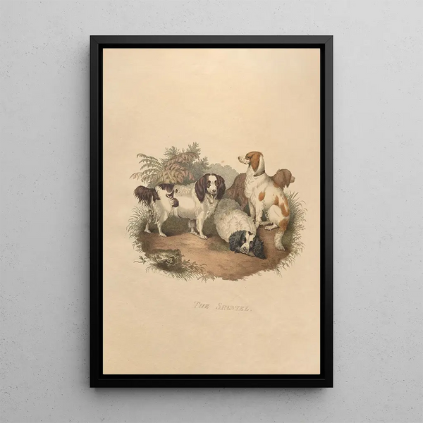 L'Épagneul - Sydenham Edwards — framed artwork on a wall