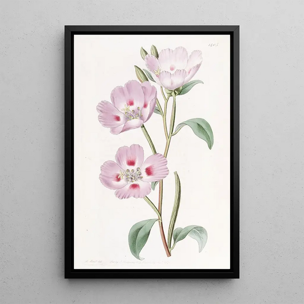 L'Œnothère Blush Tachetée - Sydenham Edwards — framed artwork on a wall