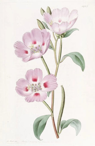 L'Œnothère Blush Tachetée - Sydenham Edwards — artwork view