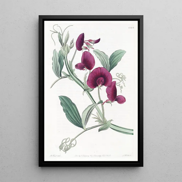 The Tangerine Dot - Sydenham Edwards — framed artwork on a wall