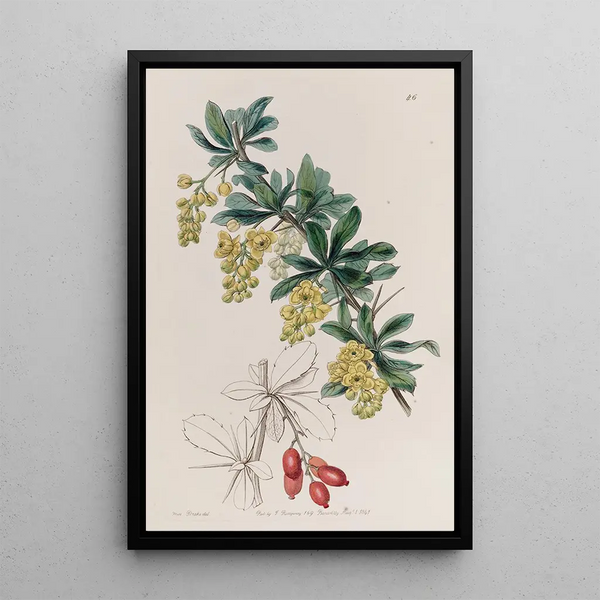 L'Épine-Vinette des Tanneurs - Sydenham Edwards — framed artwork on a wall