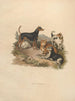 The Terrier - Sydenham Edwards — artwork view