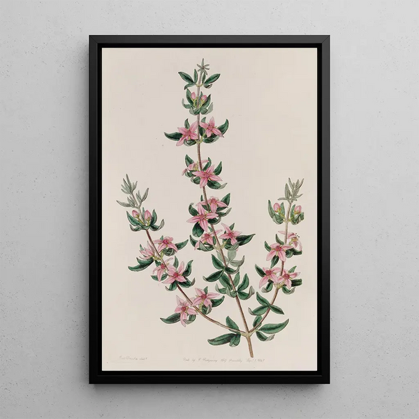 La Boronia à Trois Feuilles - Sydenham Edwards — framed artwork on a wall