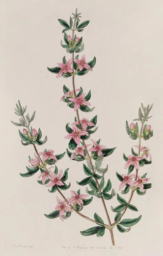 La Boronia à Trois Feuilles - Sydenham Edwards — artwork view