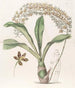 La Feuille à Lettres Tachetée de Tigre - Sydenham Edwards — artwork view