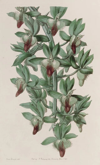 The Feelerwort in the Shape of a Trowel - Sydenham Edwards — artwork view