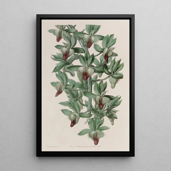 The Feelerwort in the Shape of a Trowel - Sydenham Edwards — framed artwork on a wall