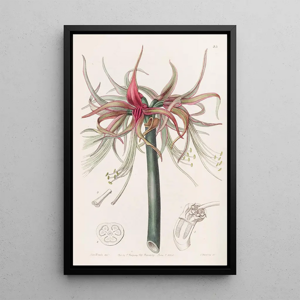 La Sprekelia à fleurs courtes - Sydenham Edwards — framed artwork on a wall