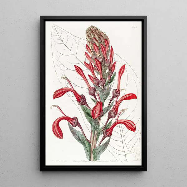 The Toxic Plant Tupa - Sydenham Edwards — framed artwork on a wall