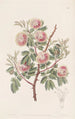 Le mimosa d'Uruguay - Sydenham Edwards — artwork view