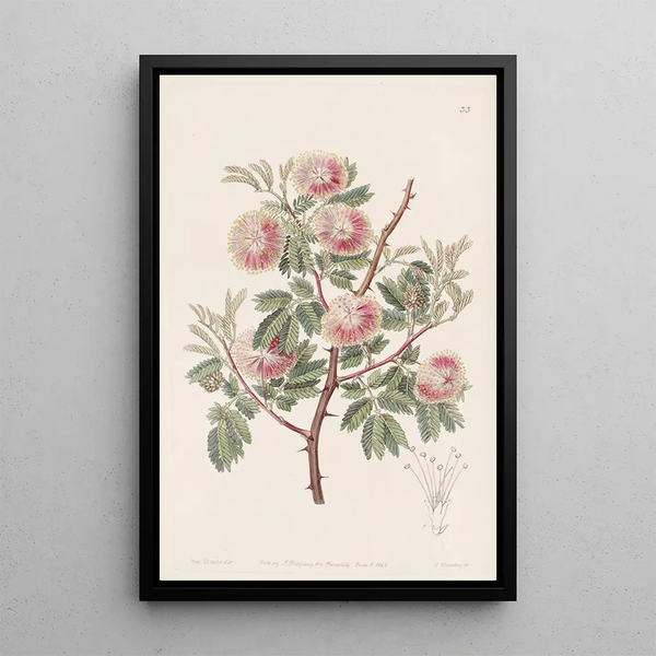Le mimosa d'Uruguay - Sydenham Edwards — framed artwork on a wall