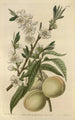 La pêche blanche - Sydenham Edwards — artwork view