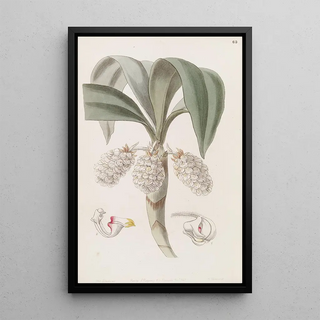 Sydenham Edwards - The closeheaded Woolwort (Case Conflict).webp