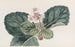 The Indian Fringed Saxifrage - Sydenham Edwards — artwork view