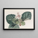 The Indian Fringed Saxifrage - Sydenham Edwards — framed artwork on a wall