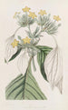 La mussaenda à grandes feuilles - Sydenham Edwards — artwork view