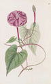 The true Jalap plant - Sydenham Edwards — artwork view
