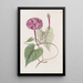 The true Jalap plant - Sydenham Edwards — framed artwork on a wall