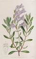 the thick-leaved pentstemon - Sydenham Edwards — artwork view