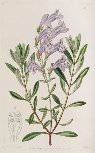 Sydenham Edwards - Thickleaved Pentstemon.webp