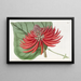 Coralier à fleurs nues sans épines - Sydenham Edwards — framed artwork on a wall