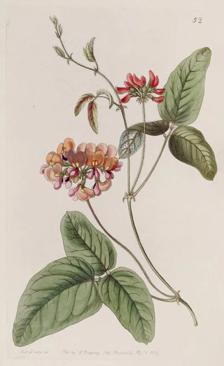 Sydenham Edwards - Threecoloured Zichya.webp