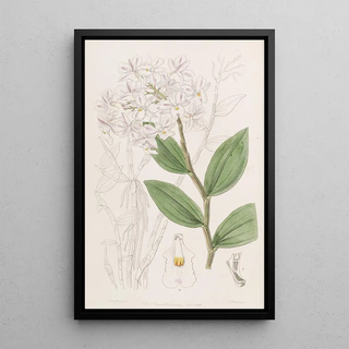 Sydenham Edwards - Threeknobbed Dendrobe.webp