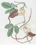 Aristote Trilobée - Sydenham Edwards — artwork view
